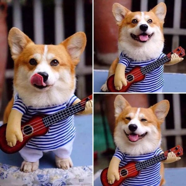 собака гитарист