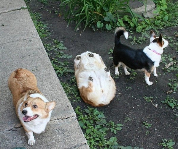 вельшкорги пемброк