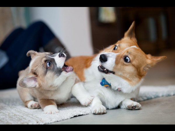 вельшкорги пемброк