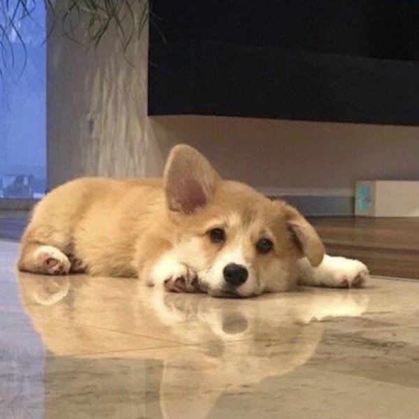 вельшкорги пемброк