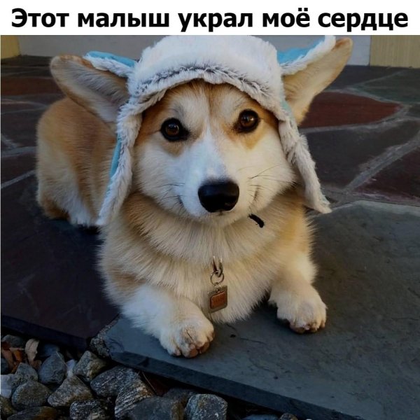 вельшкорги пемброк