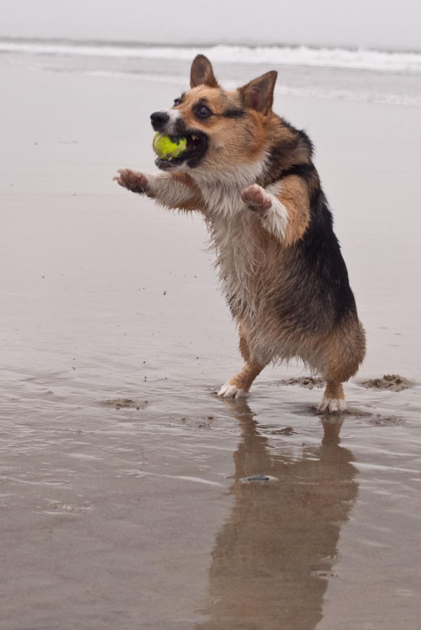 вельшкорги пемброк