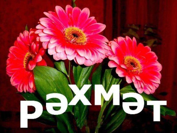 цветок гербер