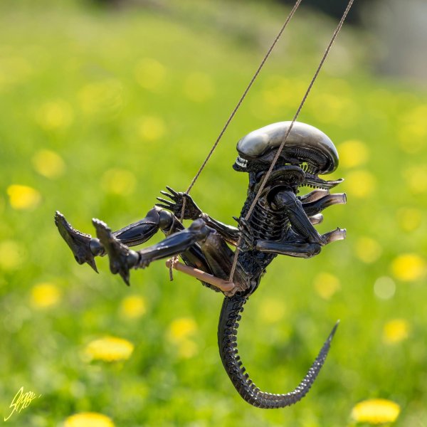 хищники против чужих