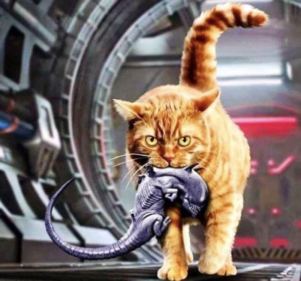 кот из чужого