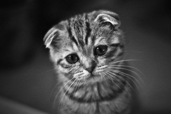 котик в печали