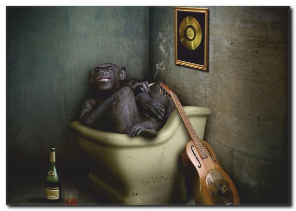 горилла обезьяна