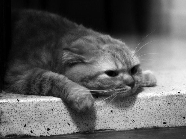 кот в депрессии