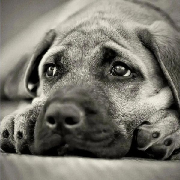 грустная собака