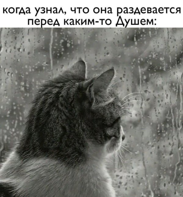 котик под дождем