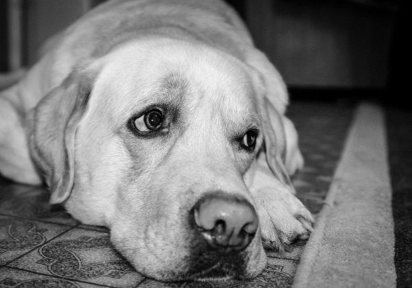 собака грустная