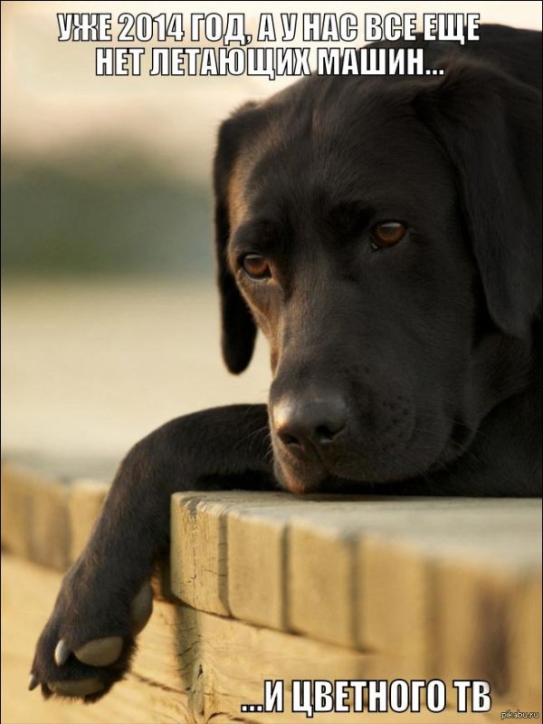 чëрный лабрадор