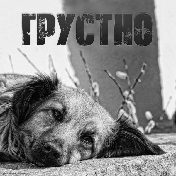 бездомное животное