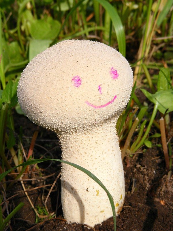 головач продолговатый calvatia excipuliformis