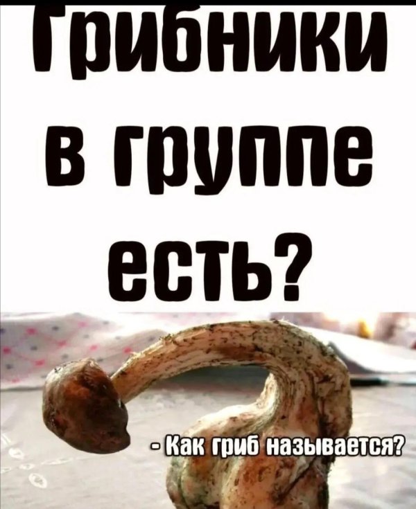 гриб мацутакэ