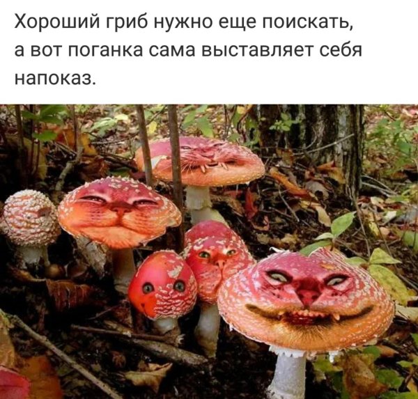 мем с грибами
