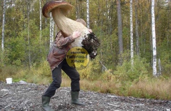 смешной грибник