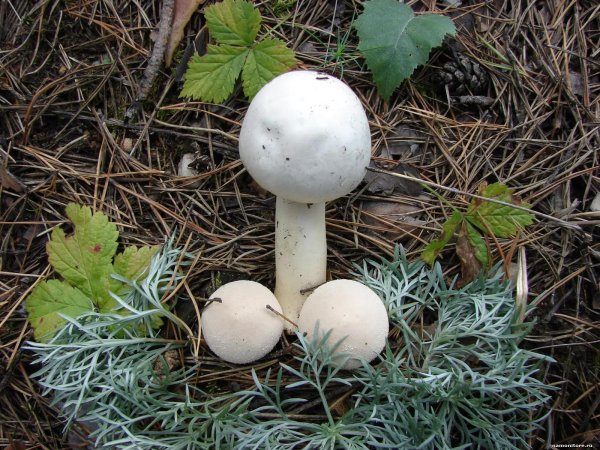 шампиньон полевой agaricus arvensis