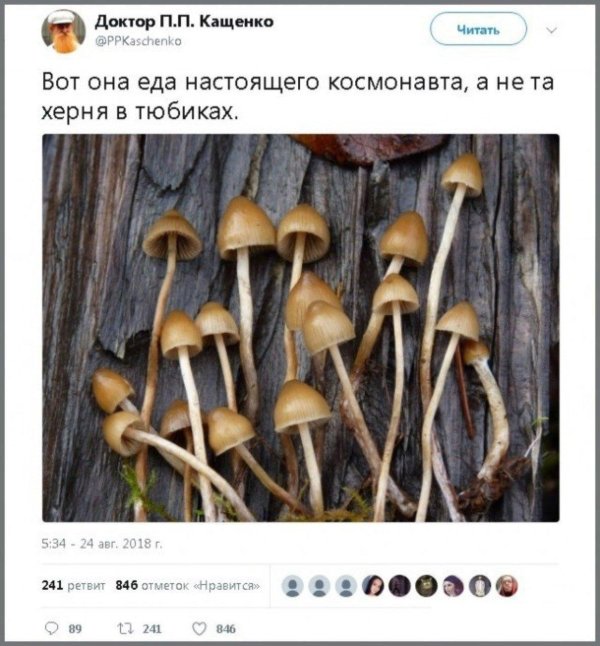 гриб псилоцибиновый