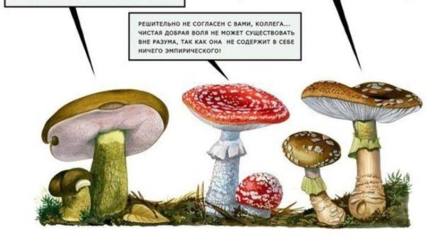 мухомор красный рисунок