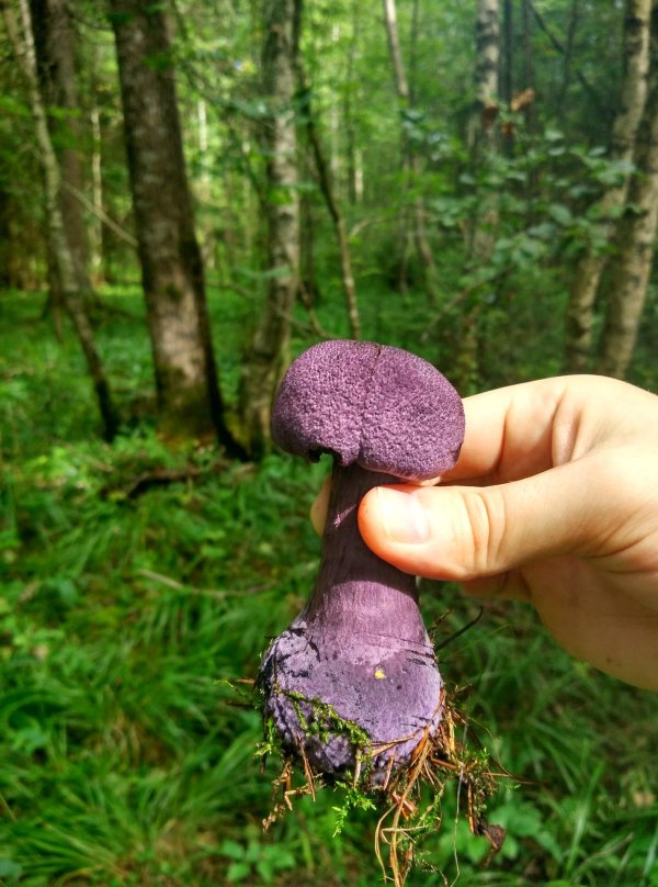 паутинник фиолетовый