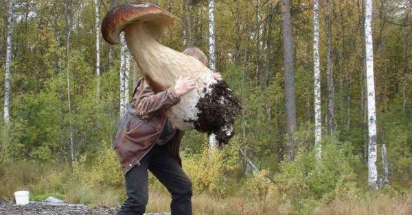 смешной грибник