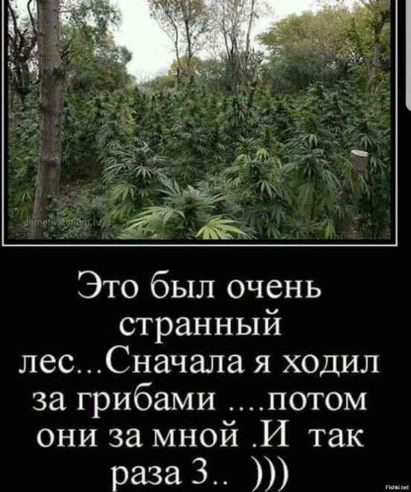 ямайка сатива конопля