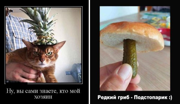 гриб прикол