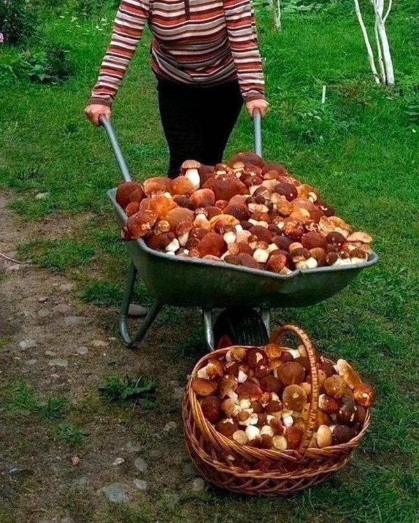урожай грибов