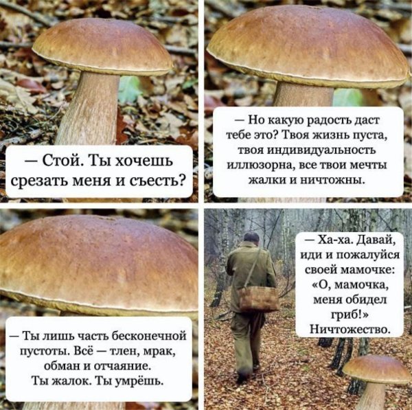 Грибы