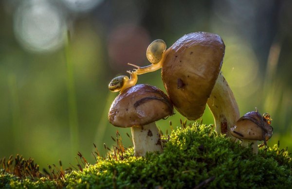 улитка милая