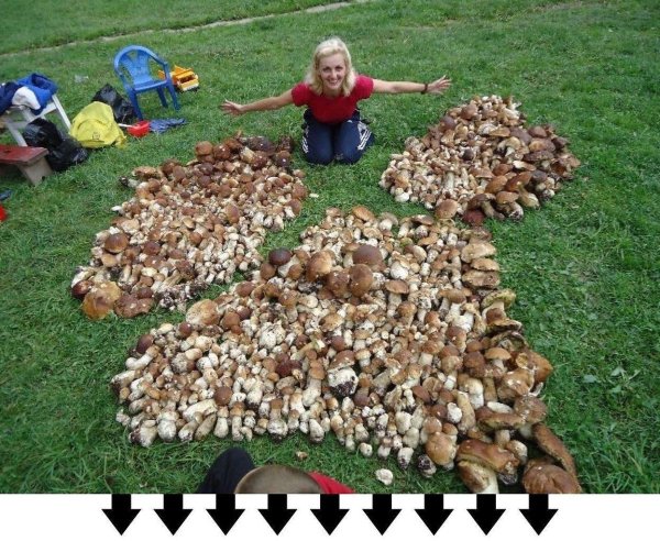 огромная куча белых грибов