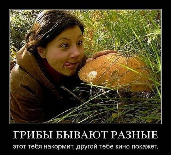 собираем грибы