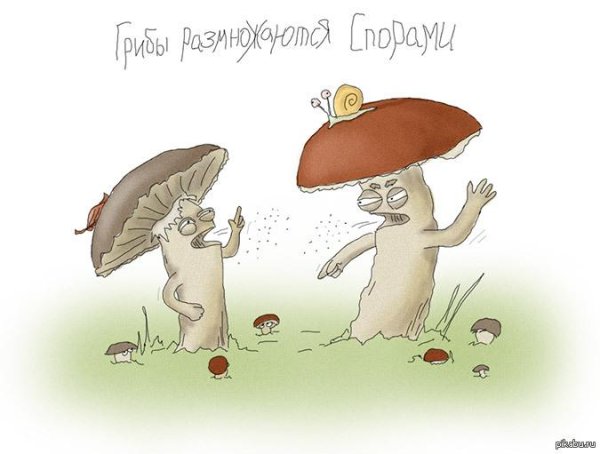 гриб рисунки