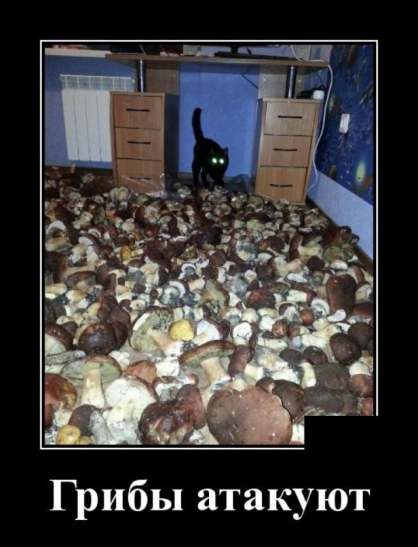 много грибов