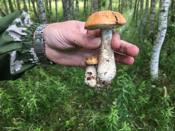 подосиновики и подберезовики