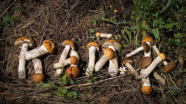 красноголовики и подосиновики