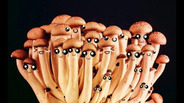 гриб опенок