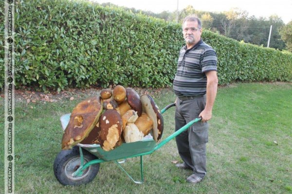 урожай грибов