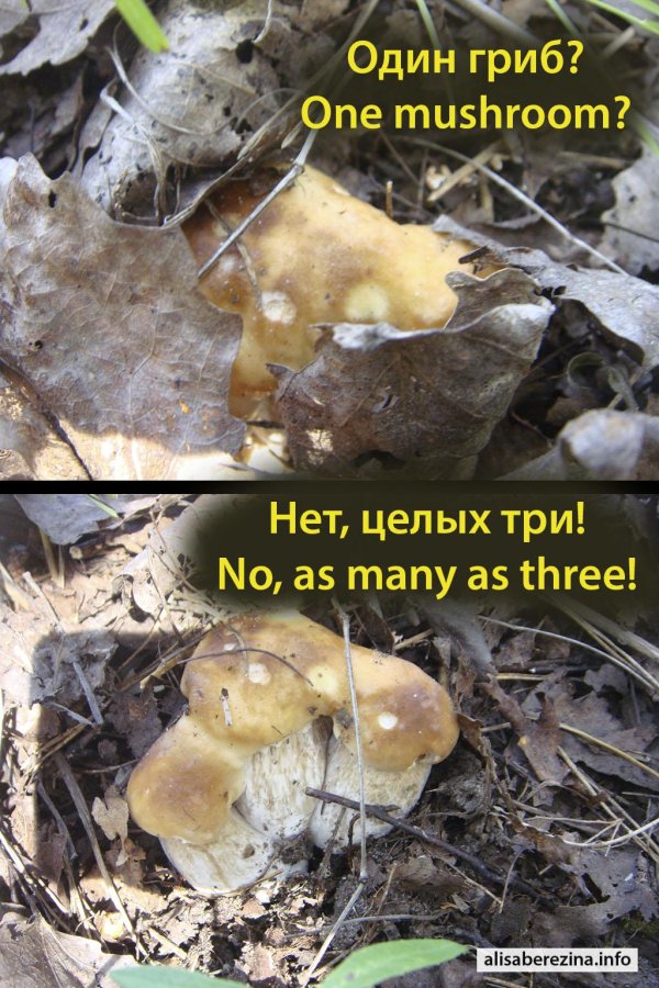 гриб кульбик валуй