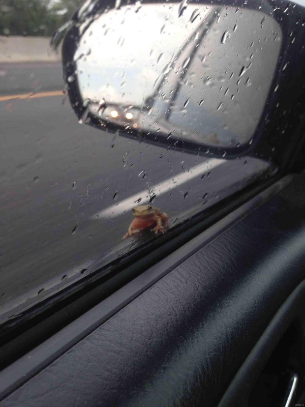 маленькие лягушата