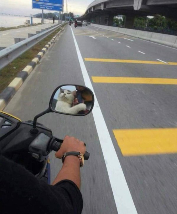 смешные фотографии животных