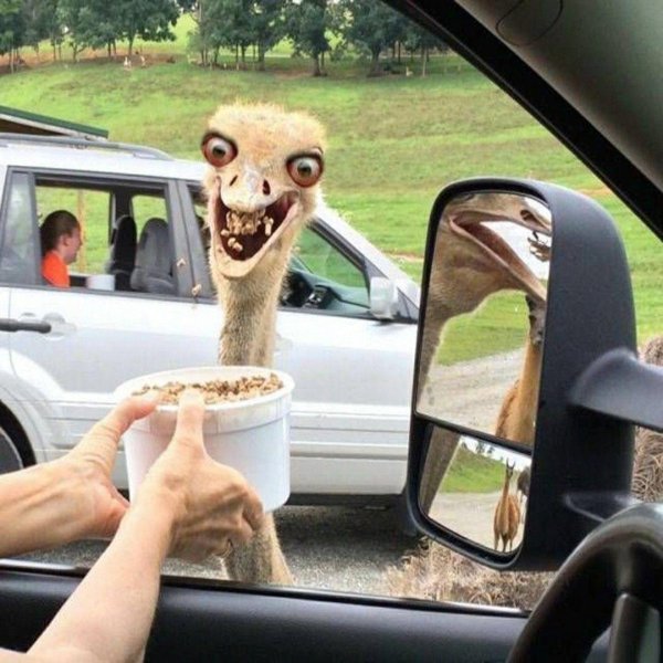 безумный страус