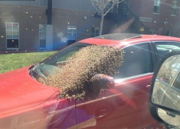 пчелиный рой