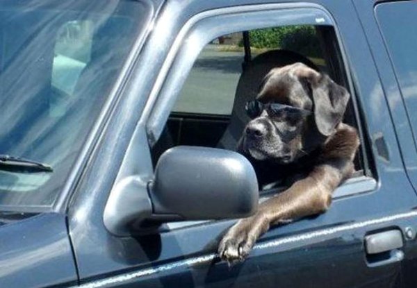 собака в машине