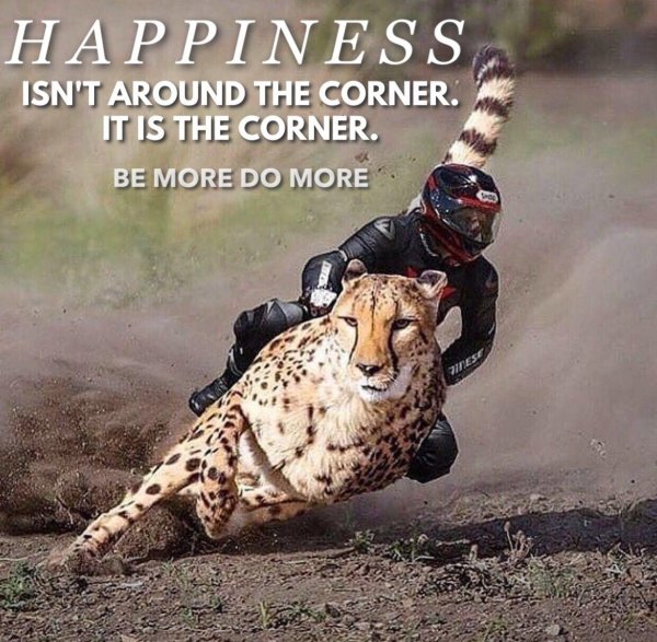 бегущий гепард