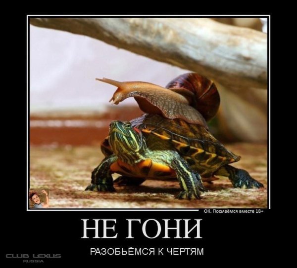 медленная черепаха