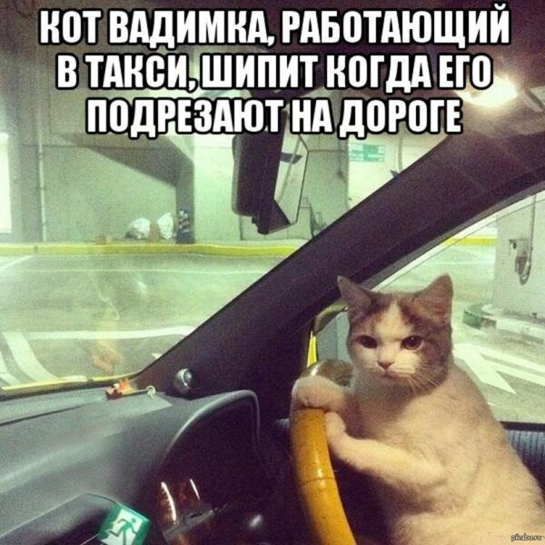 кот за рулем автомобиля