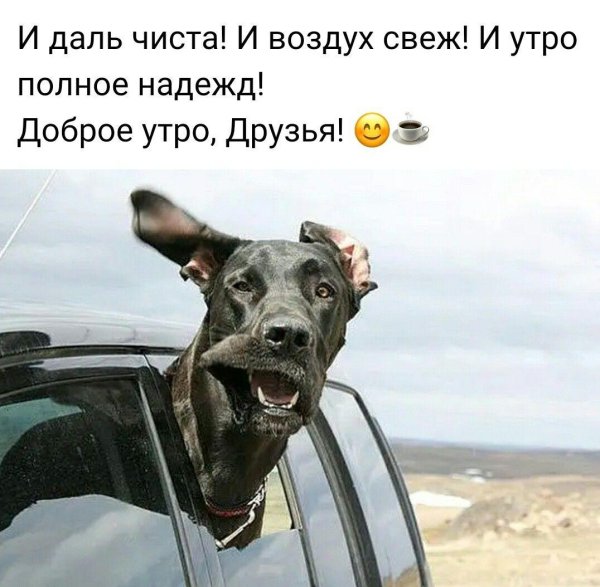собака добрая