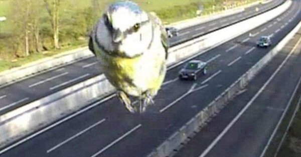 птица синица